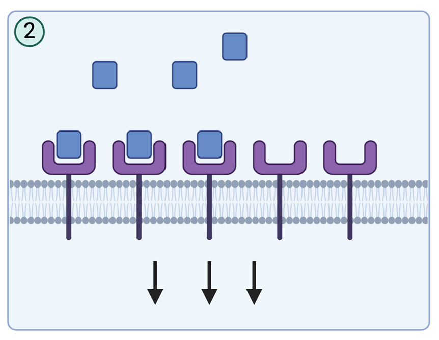 <p>Eventually increasing concentrations evokes increasing response in linear fashion</p><p></p>