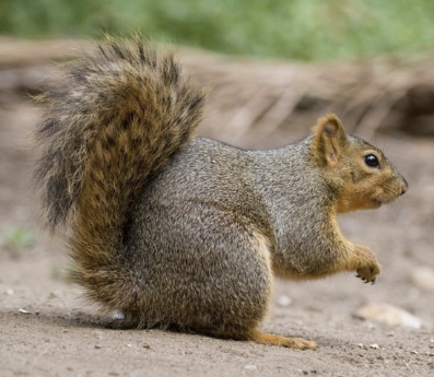 <ul><li><p>reddish-brown fur</p></li><li><p>tree dwelling</p></li><li><p>introduced from eastern states for hunting</p></li><li><p>nuts, acorns, insects</p></li></ul><p></p>