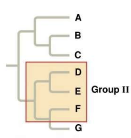 <p>What is Group II?</p>
