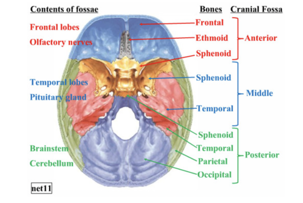 <p>Anterior cranial fossa</p>