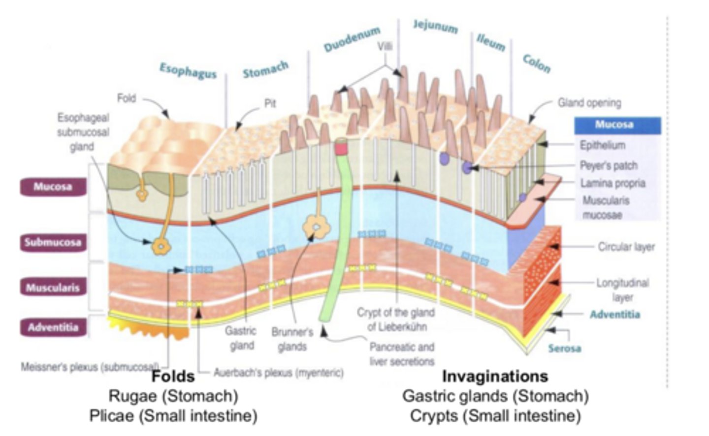 <p>order the histological layers of the GI tract from inner/lumen-facing to outer and what cell types make each up</p>
