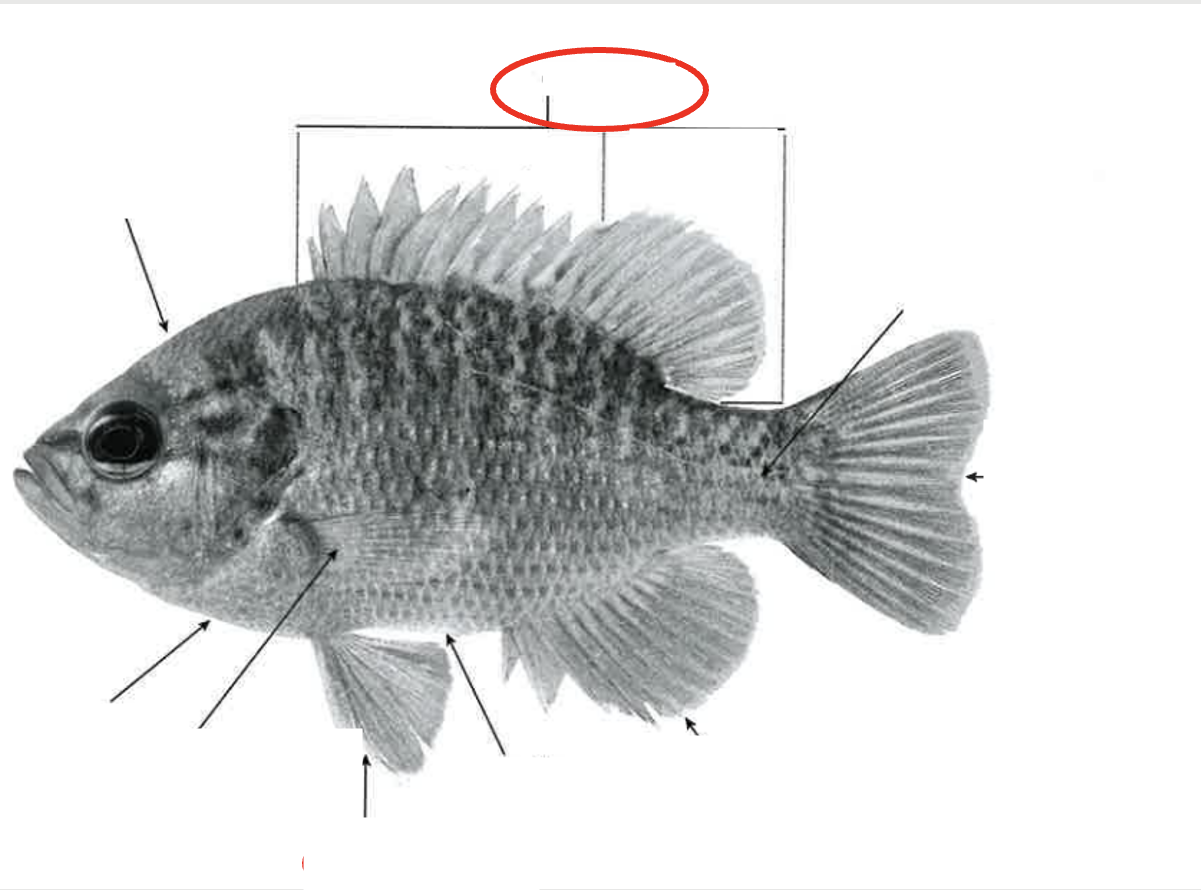 <p>What type of fin? </p>