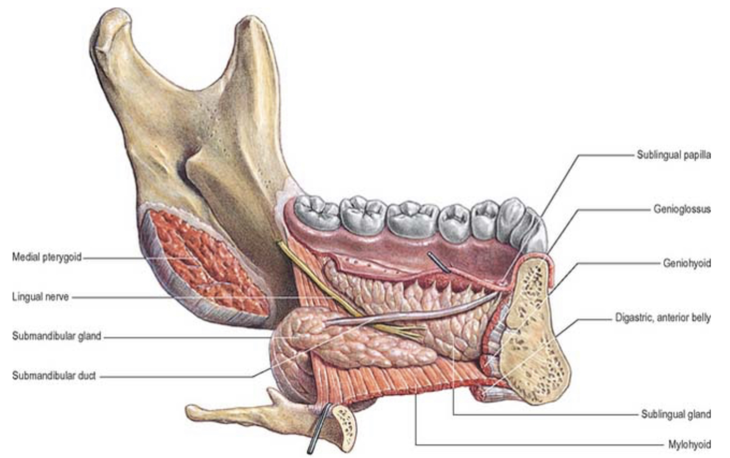 <p>b. Mylohyoid</p>