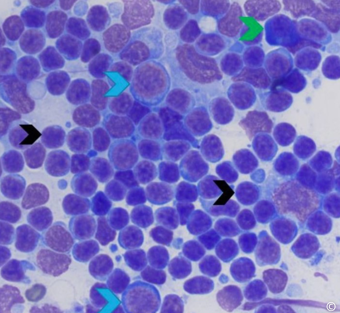 <p>Cell ID (blue, black &amp; green arrow)</p>