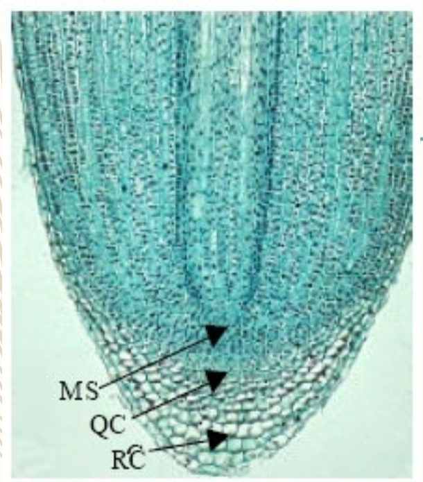 <p>Roots: Meristematic  \n Tissue</p>