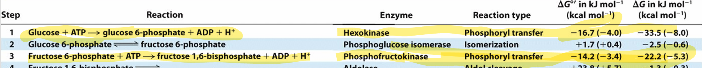 <p>chaque phosphorylation consomme 1 atp.</p><ol><li><p>Avec hexokinase</p></li><li><p>Avec phosphofructokinase</p></li></ol><p>sont irrev, leurs delta G sont bcp plus loin de 0, irrev. </p>