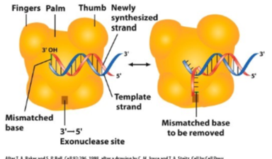 <p>Improper geometry: Typically the mismatched nucleotide doesn’t fit in the binding pocket of the polymerase. But if it is incorporate..</p><ul><li><p>The polymerase has proofreading functions too. <strong>3’ → 5’ exonuclease activity.</strong> the misincorporated nucleotide has an increased tendency to separate from the template and “fray.” </p><ul><li><p>the polymerase stalls</p></li><li><p>the new DNA strand end is rotate into the exonuclease pocket of the enzyme and it’s removed (3’ to 5’)</p></li><li><p>Then the new DNA strand is shifted back into the polymerization pocket of the enzyme </p></li></ul></li></ul><p></p>