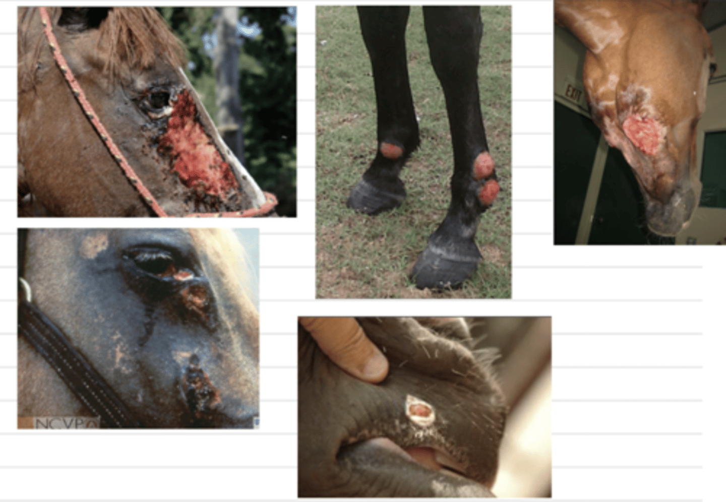 <p>what disease do these horses have? what parasite is the cause?</p>