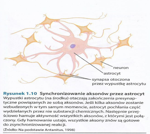 <ul><li><p>synchronizują blisko powiązane neurony</p></li><li><p>funkcja podporowa w OUN</p></li><li><p>Funkcja odżywcza</p></li><li><p>wychwyt zużytych neurotransmiterów</p></li><li><p>bariera wokół naczyń krwionośnych “krew-mózg”</p></li><li><p>regulują skład jonowy płynu zewnątrzkomórkowego (wychwyt K+)</p></li><li><p>rozszerzają naczynia krwionośne aby dostarczyć więcej</p><p>substancji odżywczych do obszarów o wzmożonej</p><p>aktywności</p></li></ul><p></p>