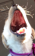 <p>Hard palate</p>