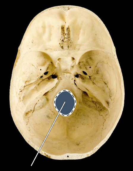 <p>Name the highlighted portion.</p><p>(Skull, superior view of cranial cavity holes).</p>