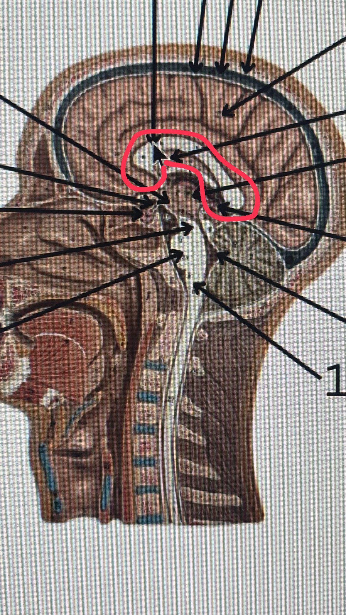 knowt flashcard image