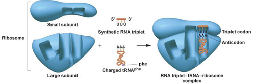 <p>RNA is translated into protein on the ribosome (small subunit and large subunit). tRNA carries the amino acids to the ribosome during translation. Each codon pairs with its complementary sequence: its _____________ on the tRNA</p>