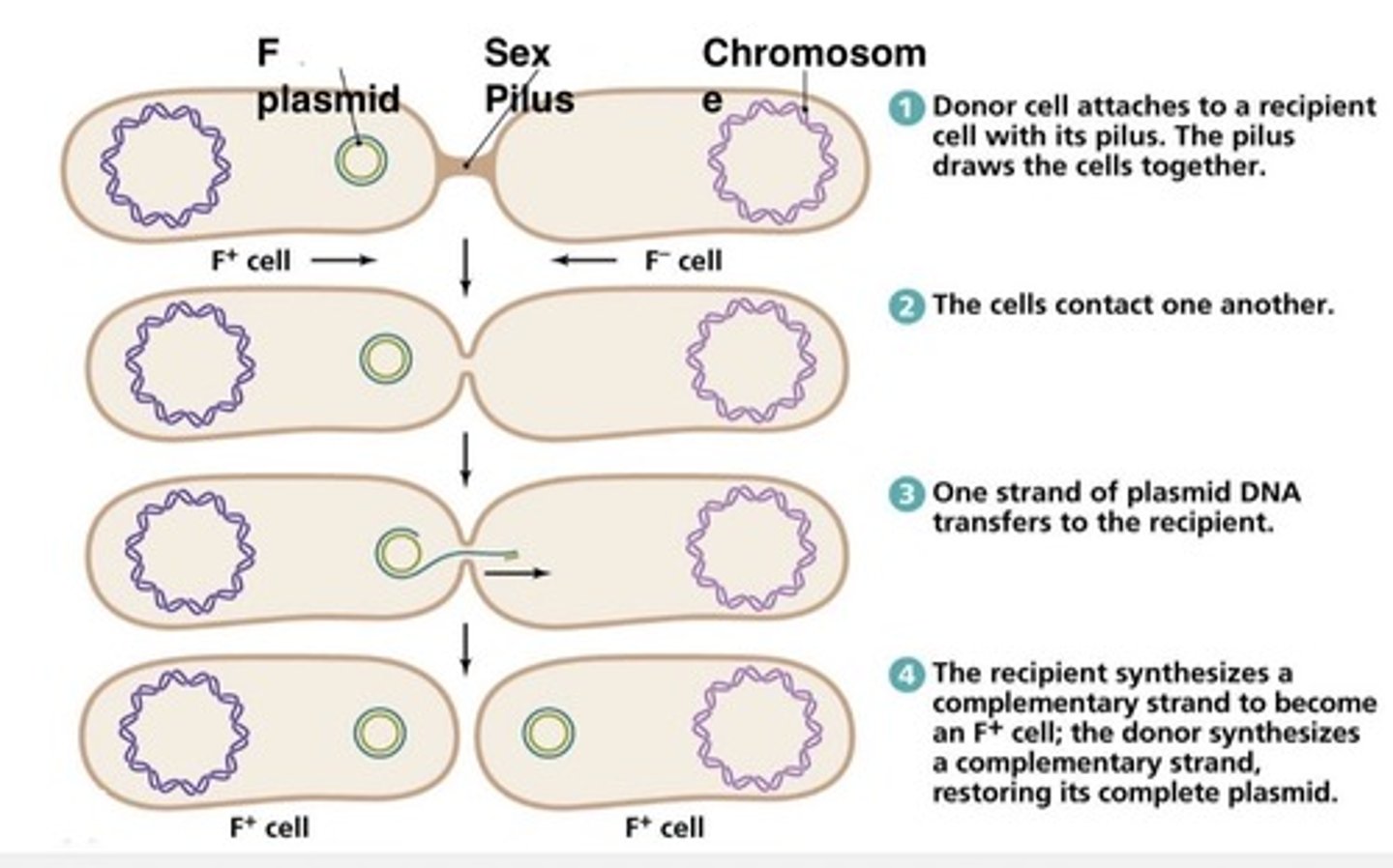 <p>Bacterial conjugation</p>