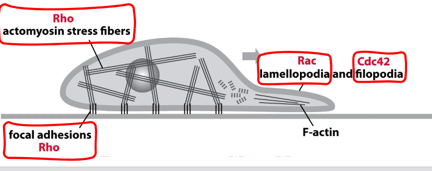 <p>lamellipodia: large broad extensions, controlled by Rac G protein</p><p>filopodia: long conical projections, controlled by Cdc42 G protein</p><p>actomyosin stress fibers: produce contractions, controlled by Rho G protein</p>