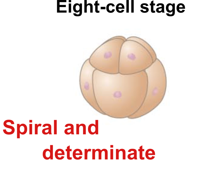 <p>In protostome development, cleavage is:</p>