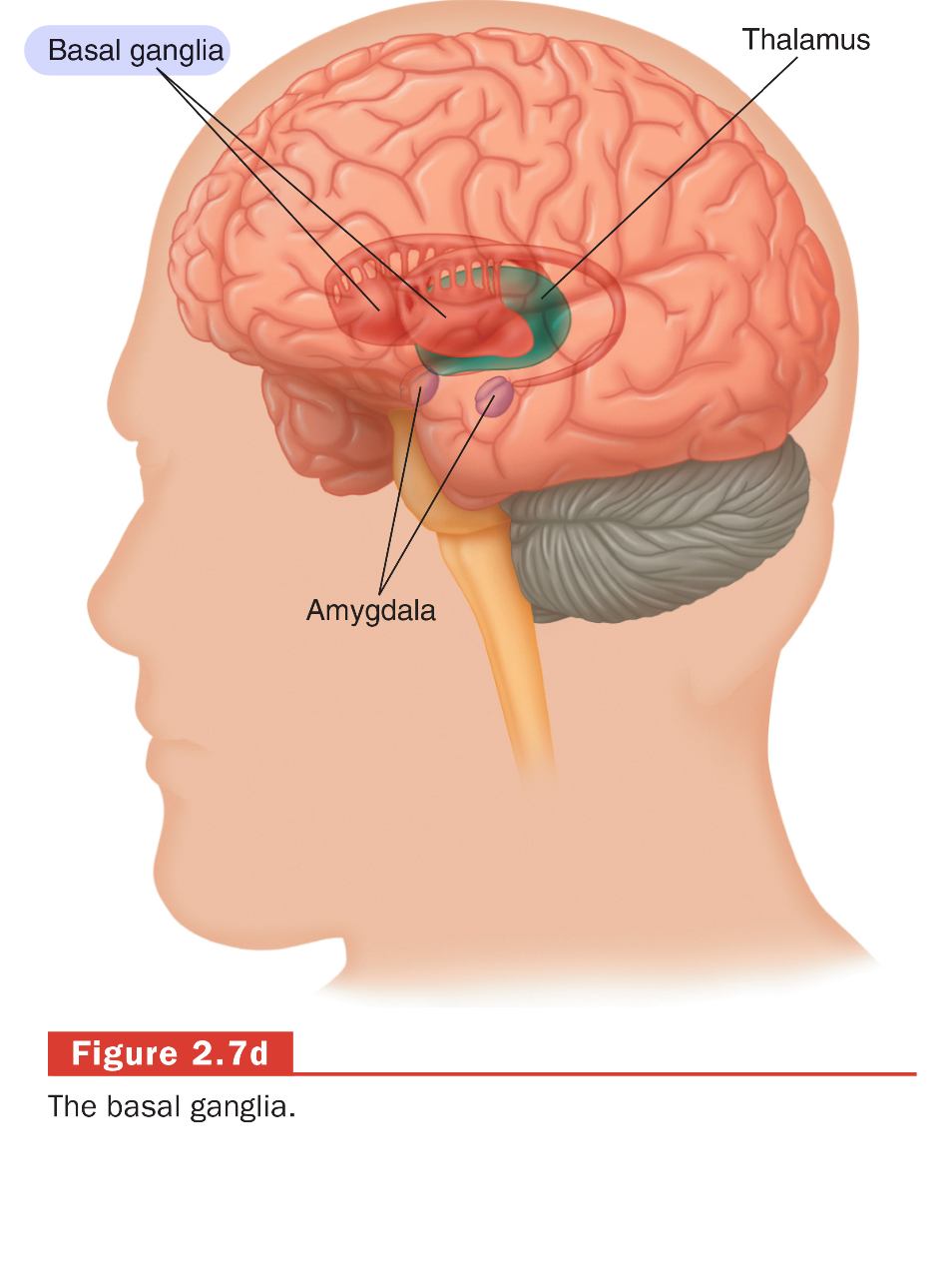 <p>Coordinate and control voluntary movements, regulate muscle tone, and are involved in motor learning and habits.</p>