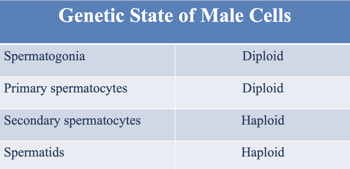 <p>Haploid</p>