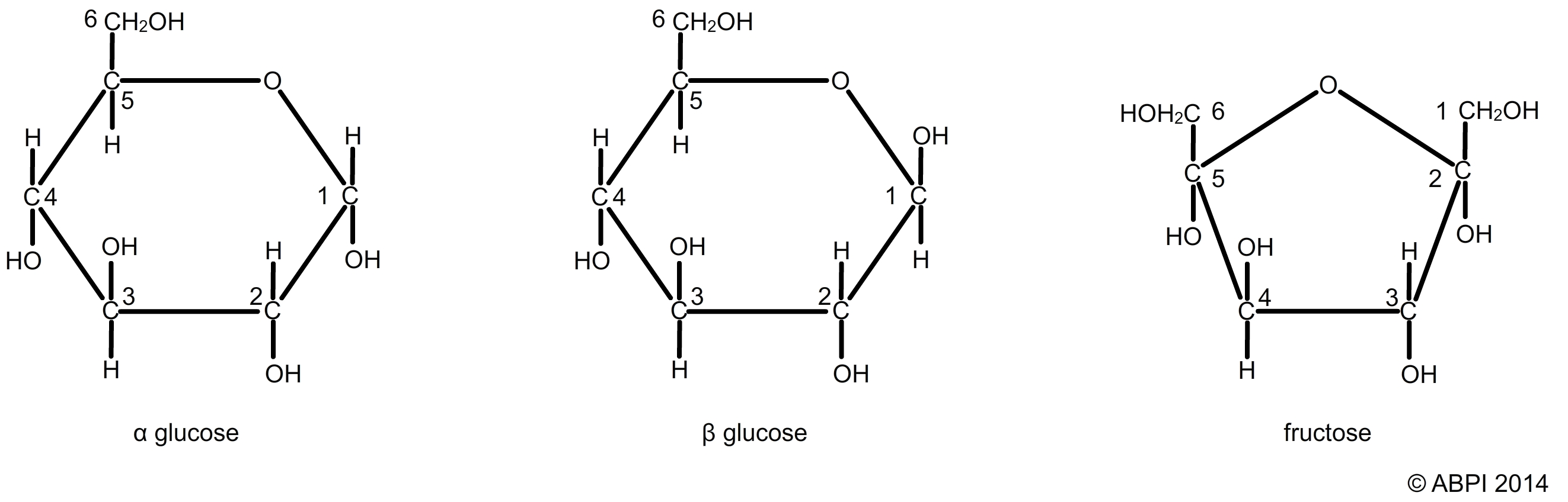 <p>single molecule (simple sugar)</p><p>ex. glucose</p>