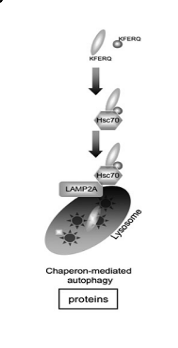 <ul><li><p>targeted proteins are translocated across the lysosomal membrane in a complex with chaperone proteins (such as Hsc-70) that are recognize by the lysosomal membrane receptor lysosomal-associated membrane protein 2A (<strong>LAMP-2A</strong>) → results in their unfolding and degradation</p></li><li><p>KFERQ binds to chaperone protein <strong>hsc70</strong> → complexbinds to <strong>LAMP2A</strong> receptor → protein transported into lysosome</p></li></ul><p></p>