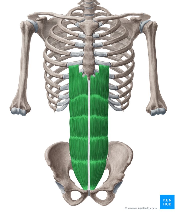 <p>Origin: pubic crest and symphysis</p><p>Insertion: costal cartilage of ribs 5-7 and the xiphoid process</p><p>Action: flexion and compression</p>