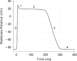 <p>What are the steps of ventricular cardiac myocyte AP (6)</p>