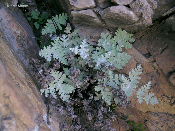 <p>Silver back fern</p>