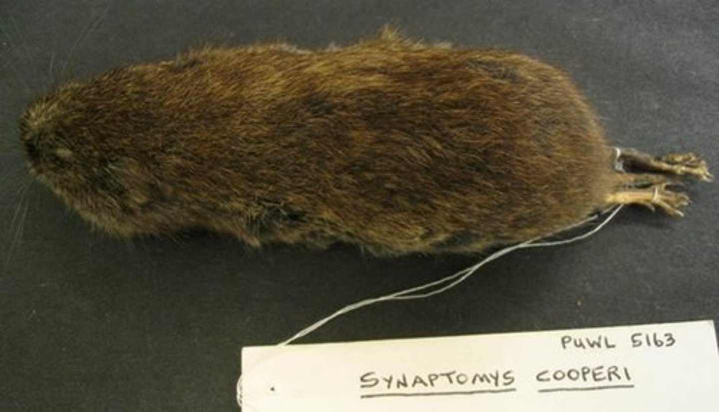 <p>Snaptomys cooperi</p>