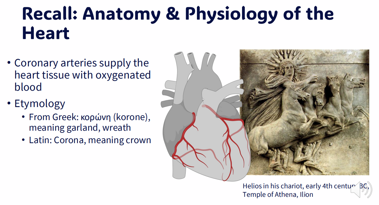 <p>Recall: Anatomy and Phsyiology of the Heart 4</p>