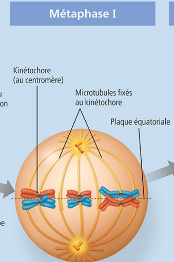<ul><li><p>Alignement des chromosomes par paire sur la plaque équatoriale.</p><ul><li><p>un chromosome du père, une de la mère</p></li><li><p>la façon dont les chromosomes sont placés détermine un hasard de gène dans un gamète</p></li></ul></li></ul><p></p><p></p>