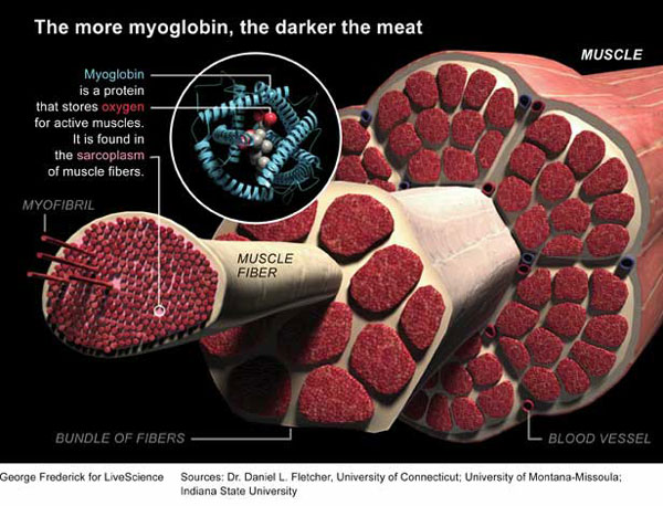 <p>What color is myoglobin?</p>