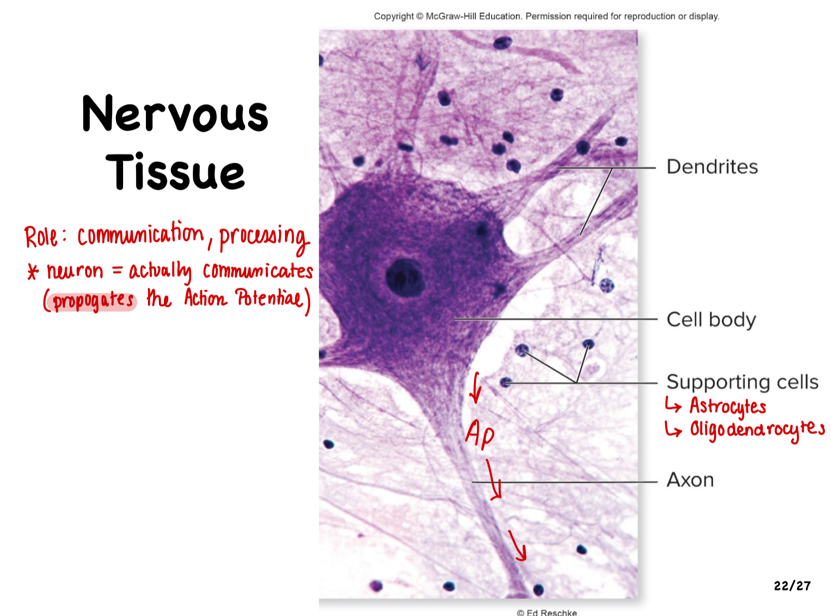 <p>Role: communication, processing, neuron = actively communicates (propogates the Action Potential) </p>