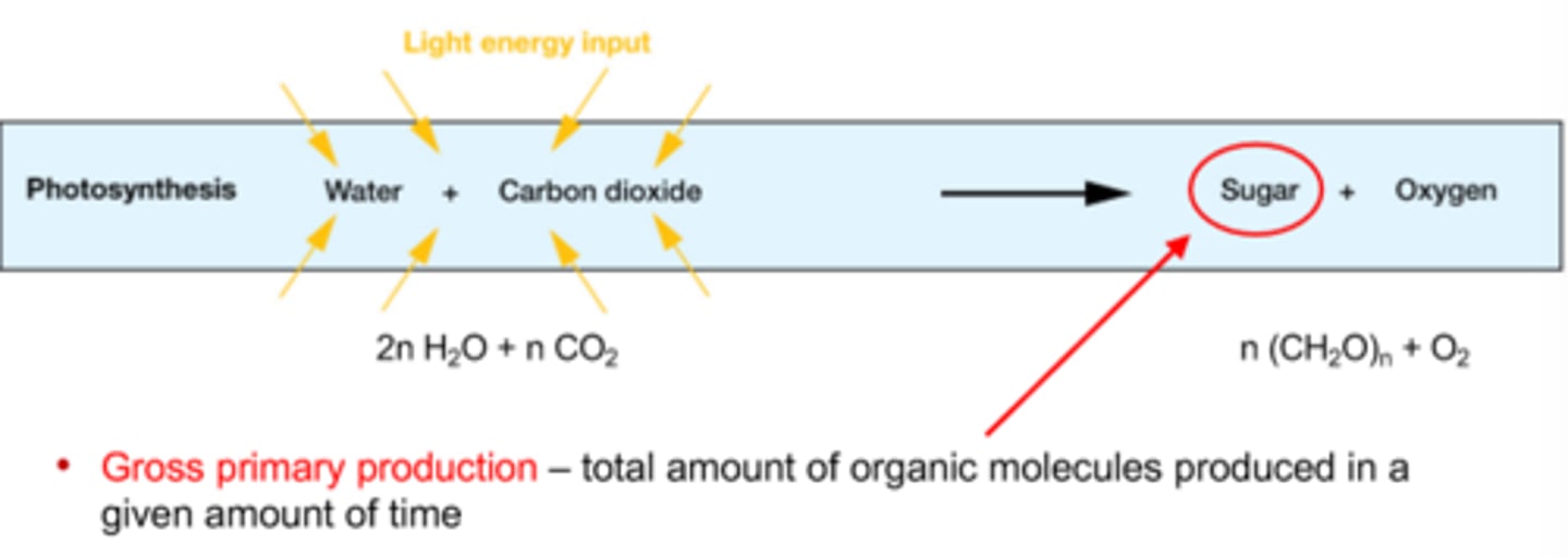 <p>- Photosynthesis: sunlight energy is chemically stored in carbon-based organic molecules such as sugars (and can be used later)</p><p>- Energy is used to fuel life processes through respiration</p><p>- Energy is used to build organic structure and tissues</p><p>- The equation for photosynthesis is as pictured:</p><p>- The raw materials (carbon dioxide, water, and nutrients) are all available in sea water</p><p>- The energy (sunlight) is avialbale in the surface layer of the ocean</p>
