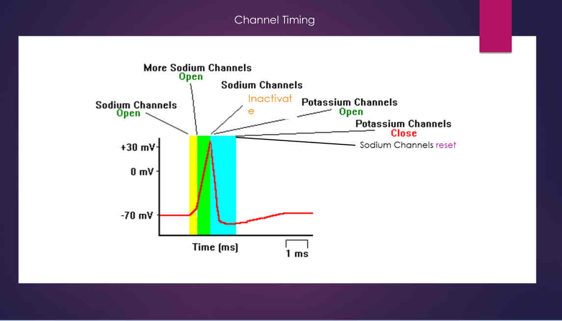 <p>Channel Timing</p>