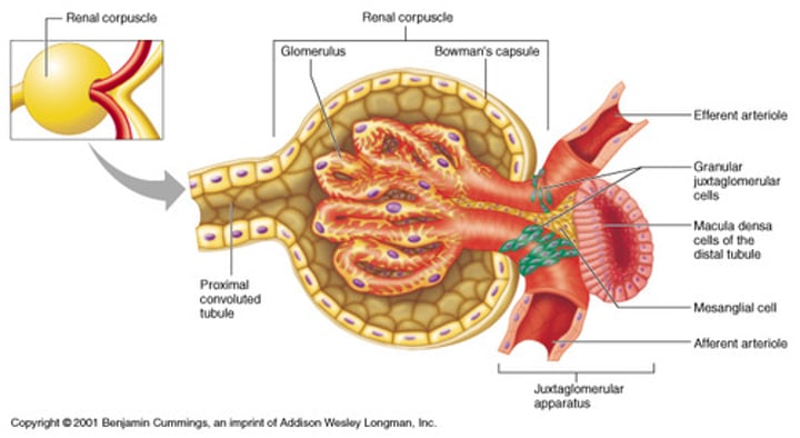 <p>-Bowman's (Glomerular) capsule<br><br>-cup-shaped chamber<br><br>-capillary network (glomerulus)</p>