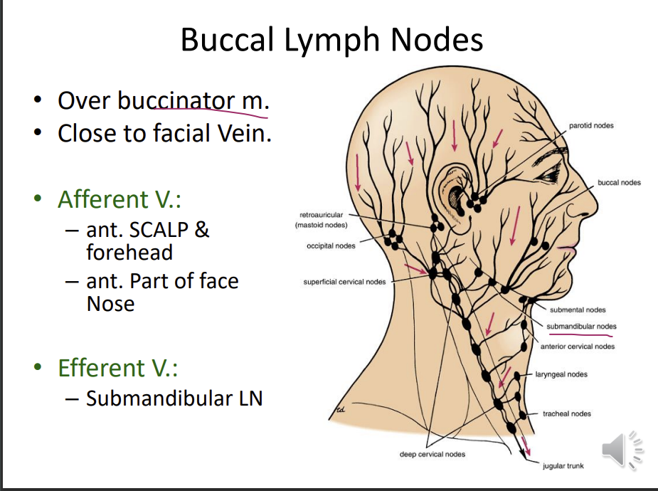 <p>found over the buccinator muscle, close to the facial vein</p><p>afferent vessels:</p><p>anterior scalp and forehead</p><p>anterior part of the face sides of the nose</p><p>efferent:</p><p>submandibular lymph nodes</p>