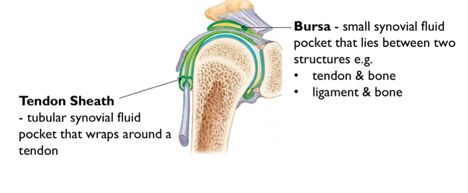 <ul><li><p>reduces friction between adjacent joint structures</p></li></ul><p></p>