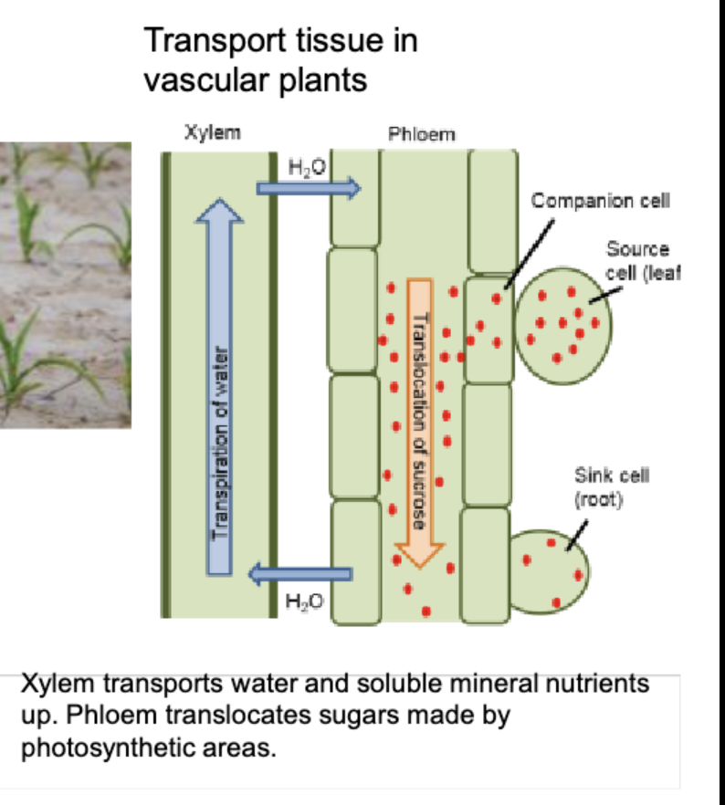 <p>Xylem: transports water and soluble mineral nutrients up </p><p>Phloem: translocates sugars made by photosynthetic areas</p>