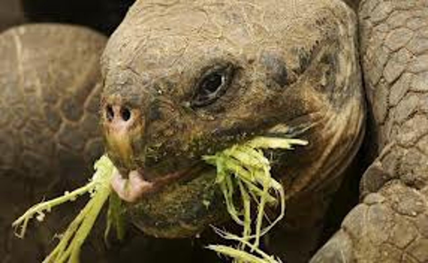 <p>a consumer that eats producers (also known as a primary consumer)</p>