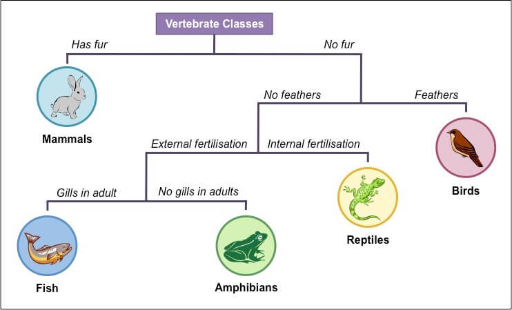 Simple dichotomous key classifying vertebrates