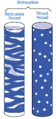 <p>Mature parts – lignin arranged in a reticulate or pitted pattern. Pitted – contains pits to allow movement of water between adjacent vessels and cells</p>