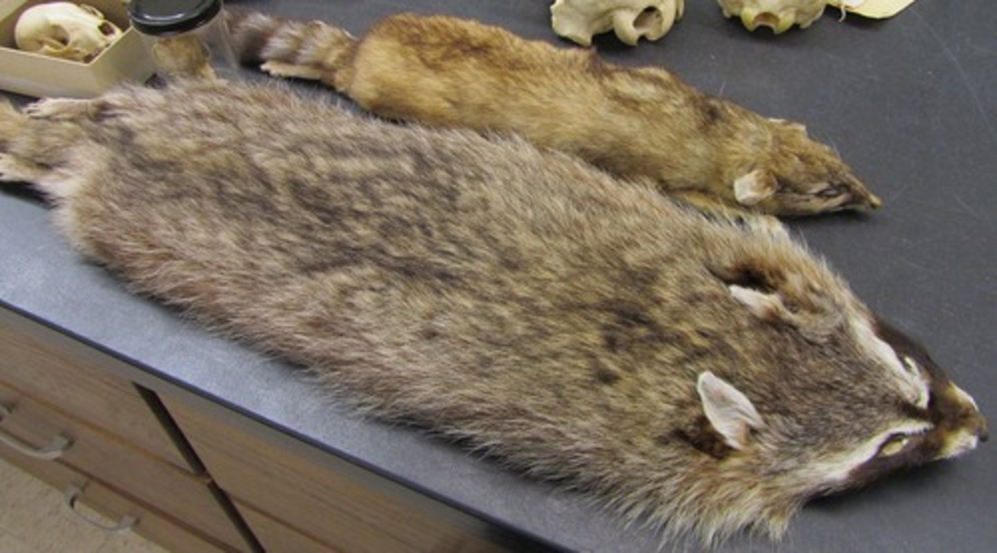 <p>Clade, order, and family?</p>