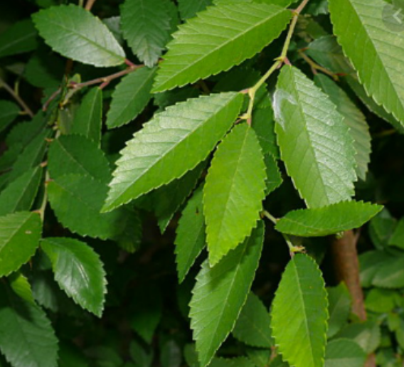 <p>Chinese elm</p>