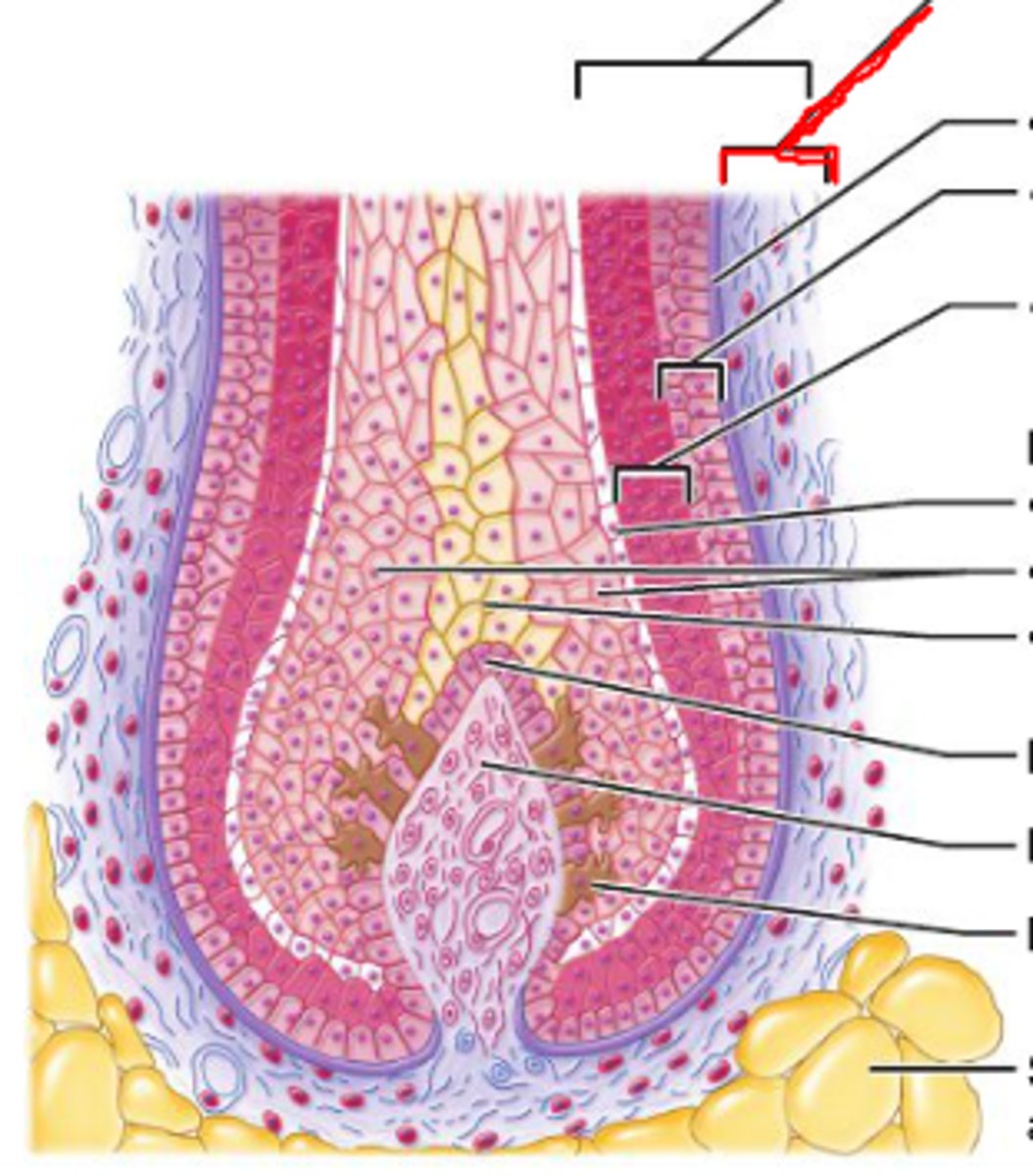 <p>component of the hair follicle with a thickened basement membrane from the dermis</p>