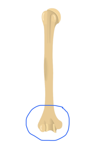 <p>entire structure </p>