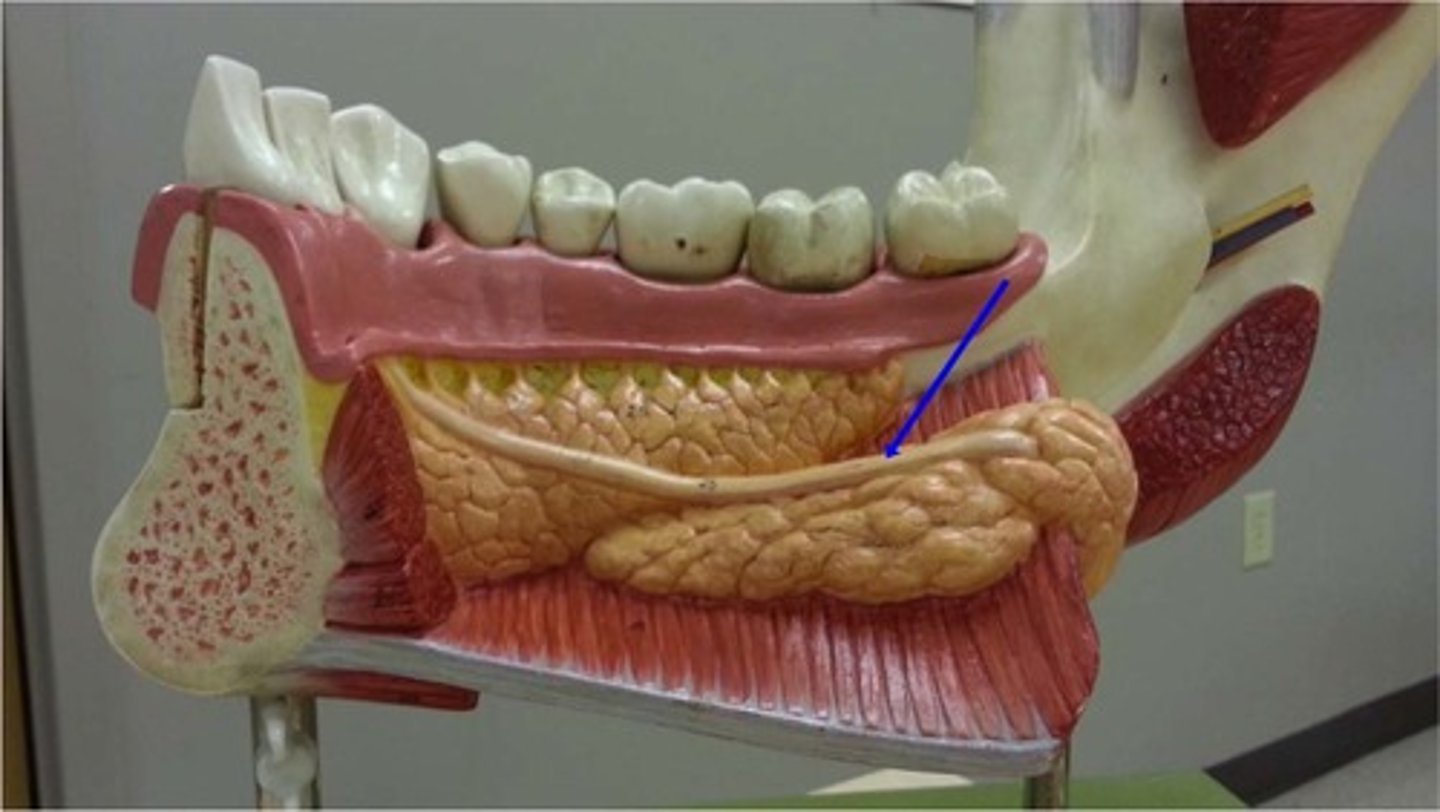 <p>Straight, flat duct that arises from deep part of submandibular gland and heads toward the anterior aspect of the floor of the mouth</p>