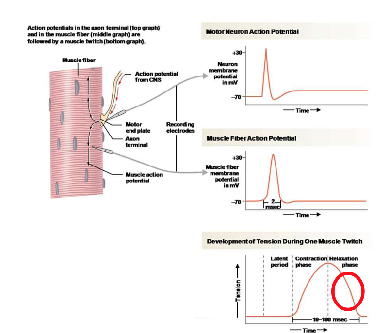 <p>During the relaxation phaseā¦</p>