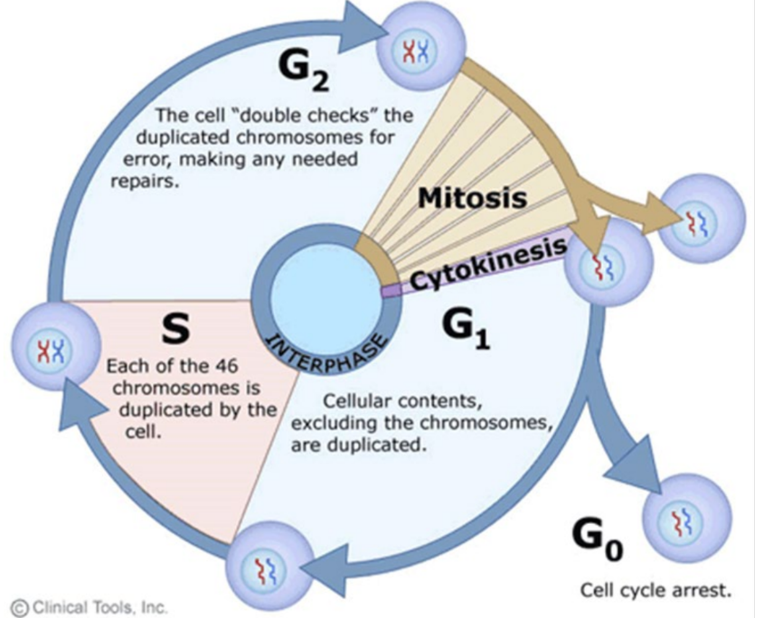 <ul><li><p>Creation of New cells</p></li><li><p>Asexual reproduction - certain eukaryotic organisms may reproduce asexually by mitosis (e.g. protozoa, hydra).</p></li><li><p>Tissue repair - damaged tissue can recover by replacing dead or damaged cells.</p></li><li><p>Embryonic development - a fertilized egg (zygote) will undergo mitosis &amp; differentiation to develop into an embryo</p></li></ul>