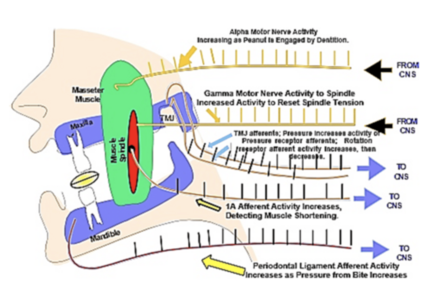 <p>start of the chewing cycle:</p>