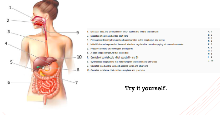Refer to the figure below and match the correct structures labeled in the figure in the right hand column (represented by numbers from 1 to 10) with their appropriate functions in the left hand column.\[Please note that the numbers in the right most column represent the labels in the figure and taking this into consideration, select the correct choice A, B, C D, etc.\].